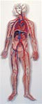 Anatomy of the Circulatory System Model